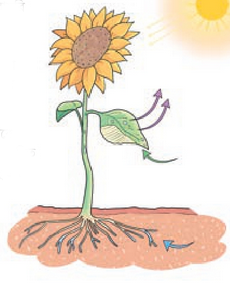 জীবের পুষ্টি ও বিপাক