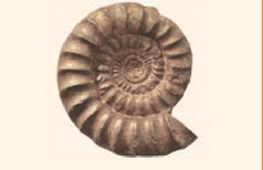 মানব শরীর