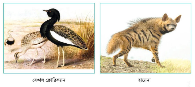 বন্যপ্রাণী সংরক্ষণ ক্লাব