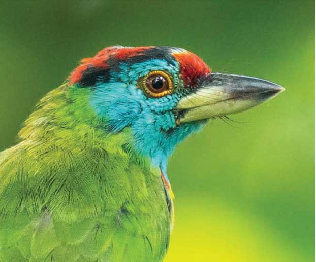 রঙের দুনিয়া