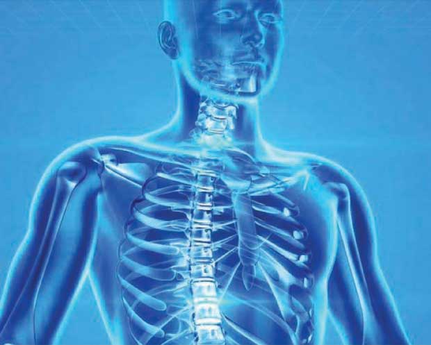 দেহঘড়ির কলকব্জা