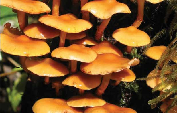 বিশ্বভরা প্রাণ