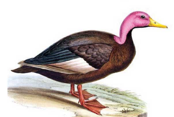 হারিয়ে গেছে যারা