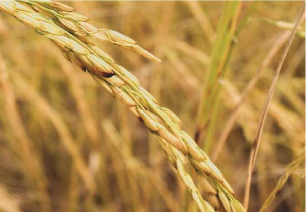 আমাদের জীবনে বিজ্ঞান