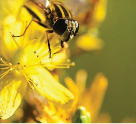 আমাদের যারা প্রতিবেশী