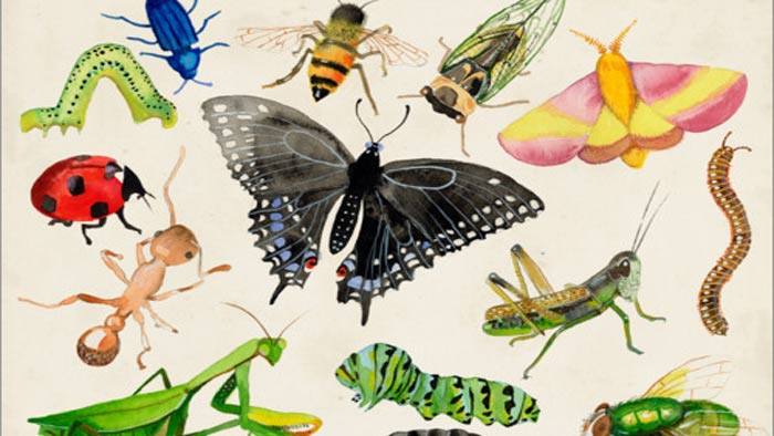 কীটপতঙ্গের সঙ্গে বসবাস পড়ে কী বুঝলাম