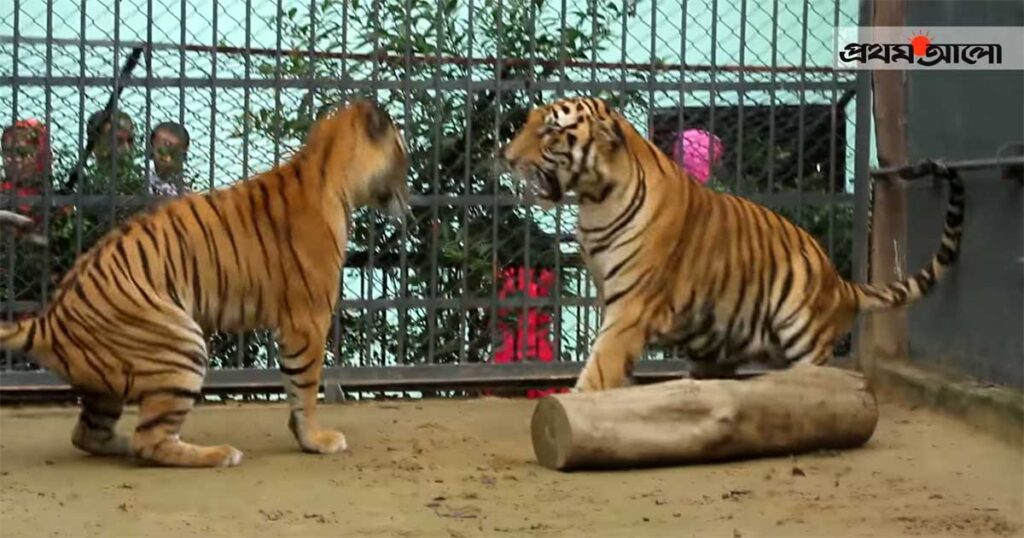 বাঘের সংখ্যা বৃদ্ধি: সুসংবাদ নাকি উদ্বেগ?